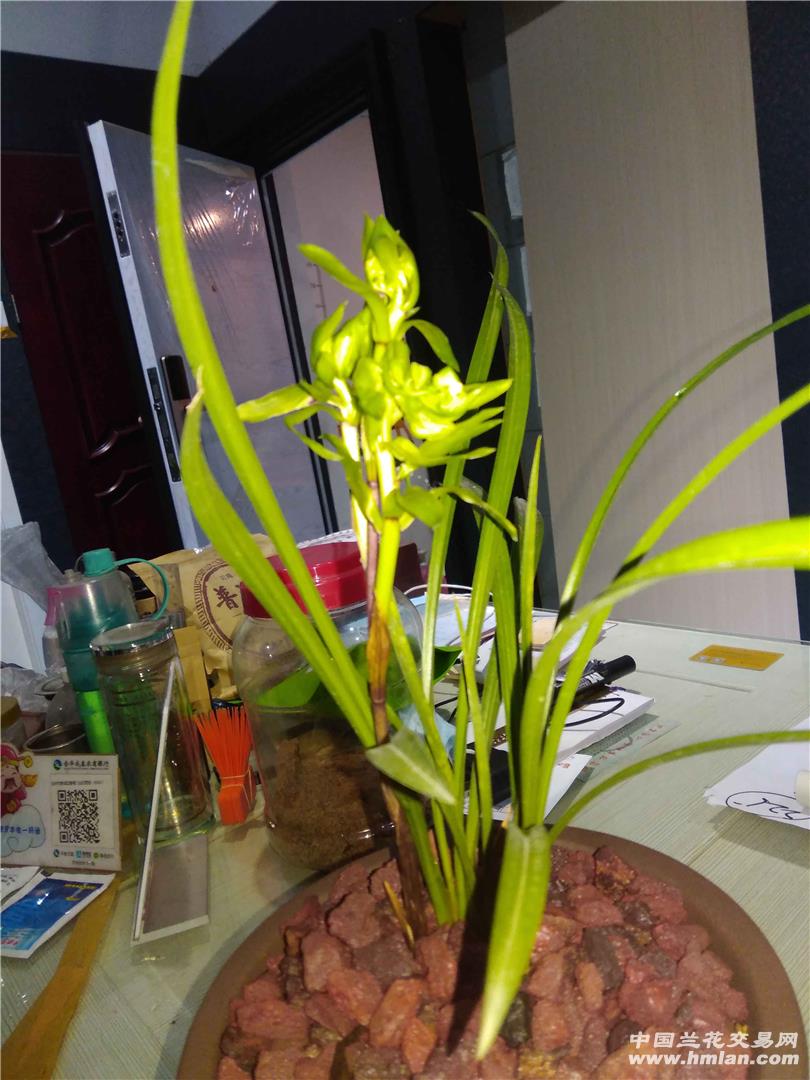 花开富贵是春兰还是春剑-兰花鉴辨-中国兰花交易网社区