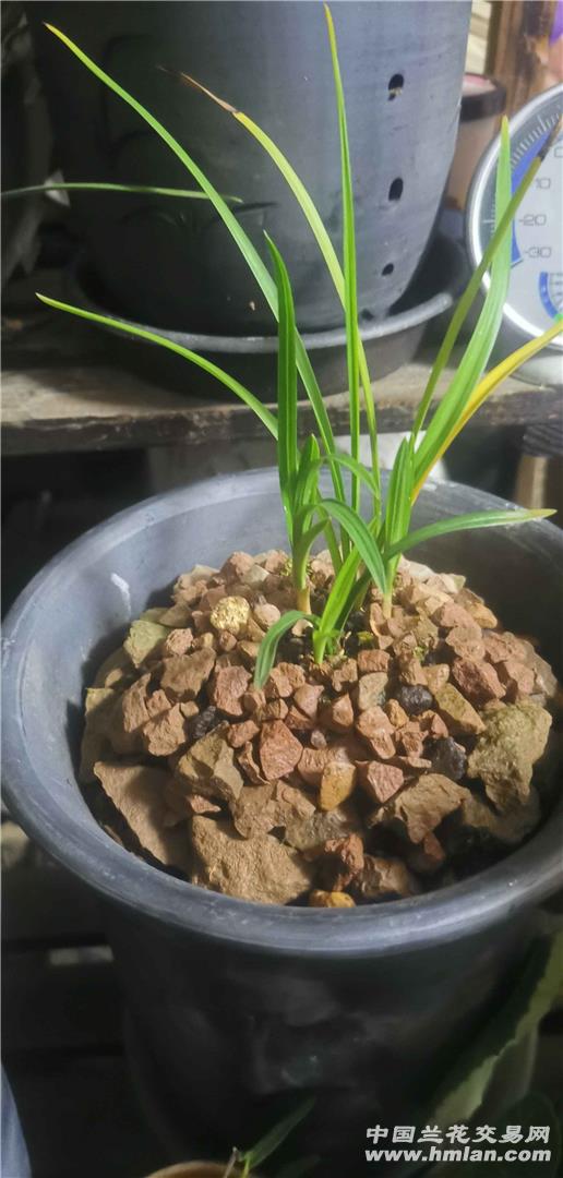 风化石盆面-盆景园艺-中国兰花交易网社区