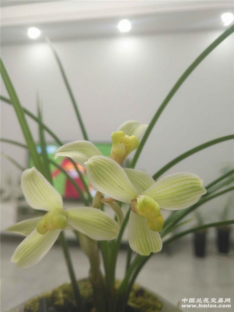 莲瓣兰虎山玉梅