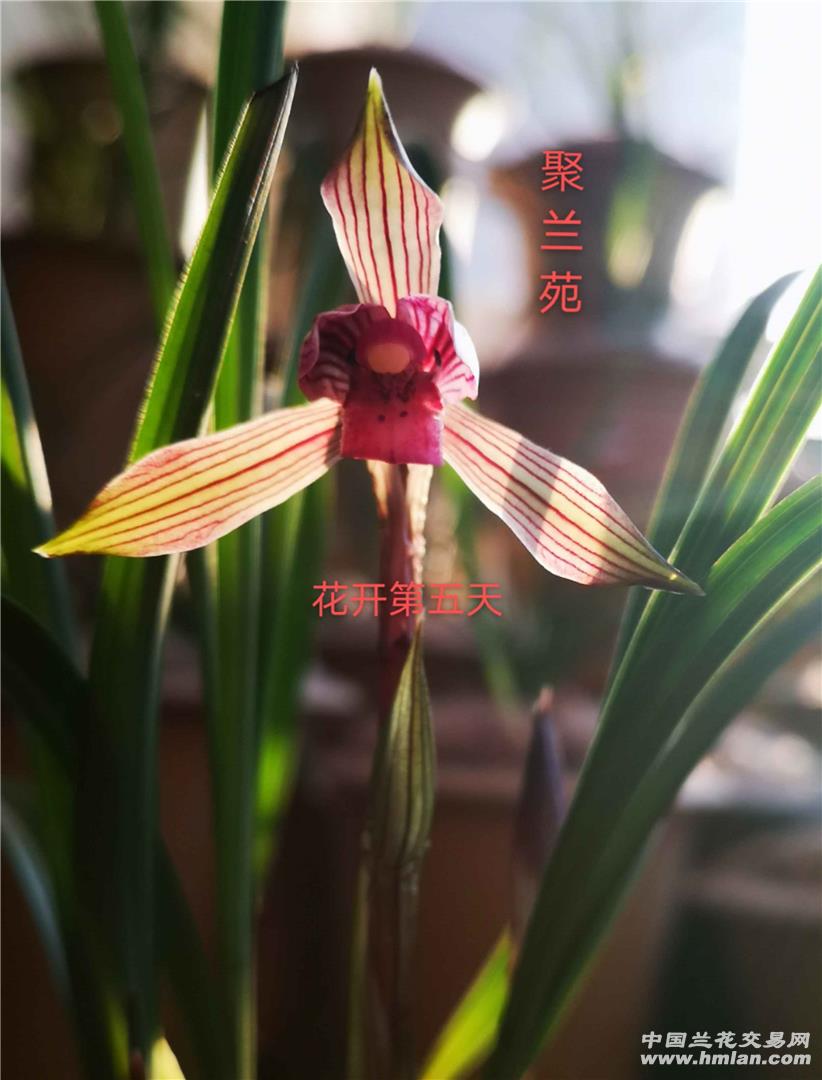 红楼梦(红霞村姑)2021花开-春兰篇-中国兰花交易网社区