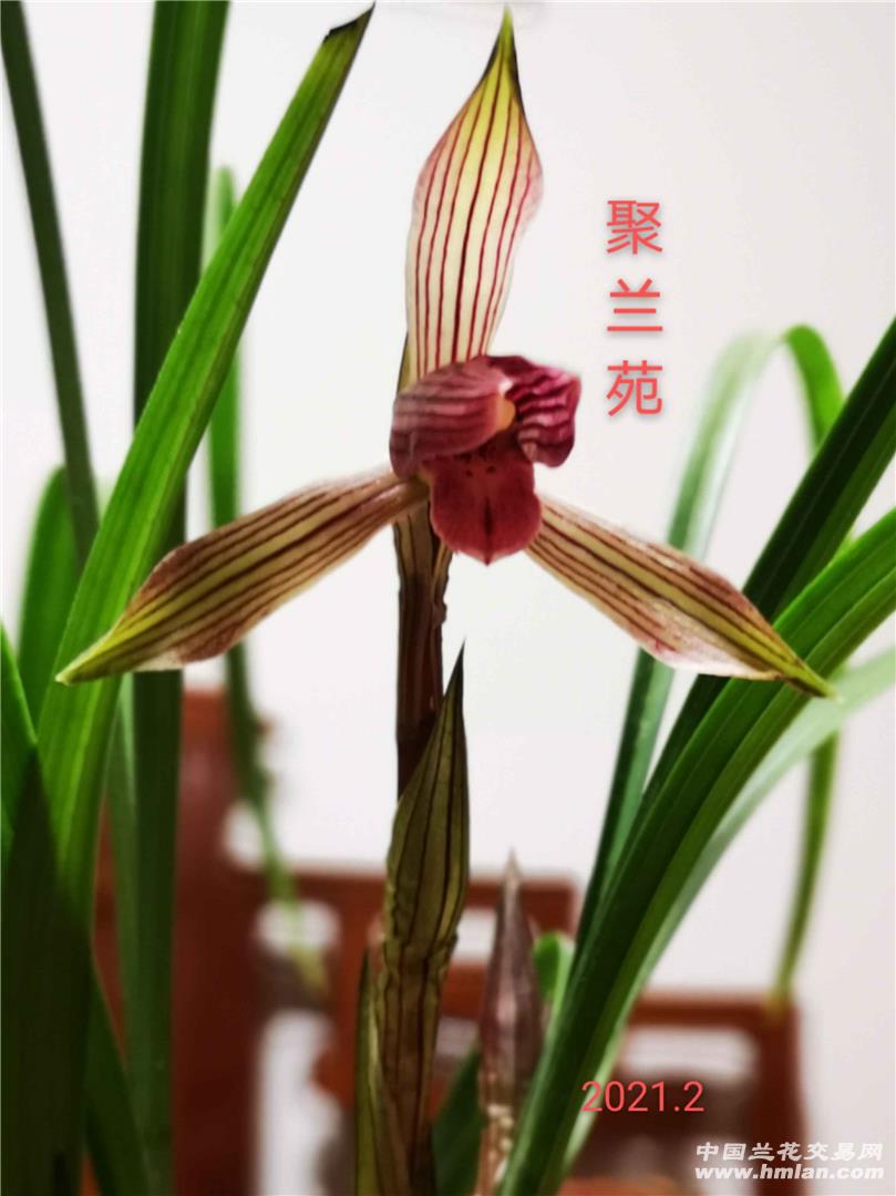 红楼梦(红霞村姑)2021花开-春兰篇-中国兰花交易网社区