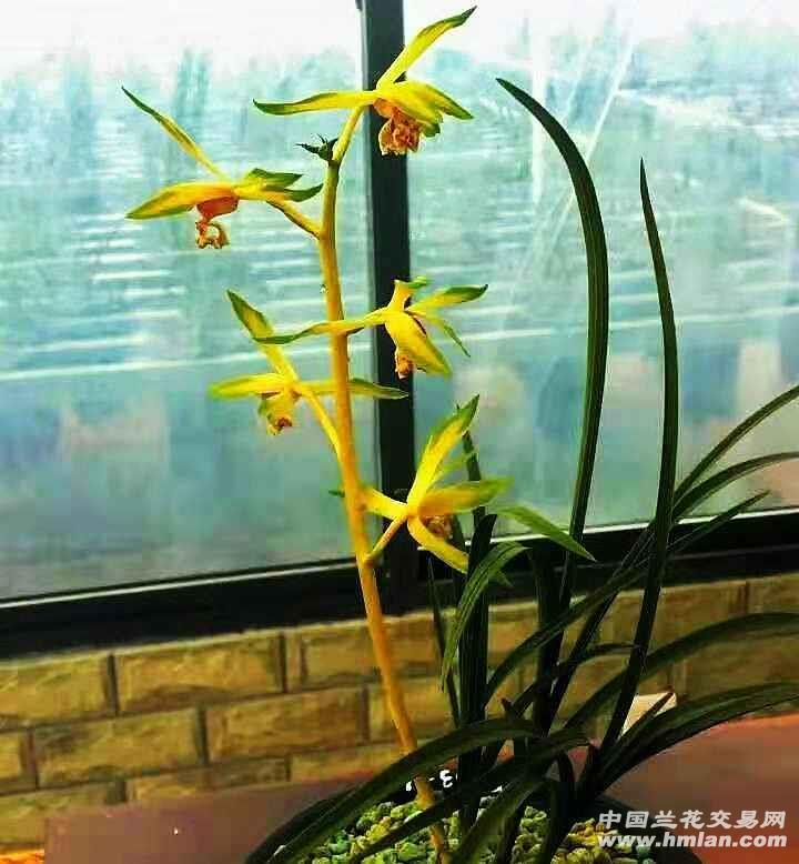 蕙兰金黄中透花