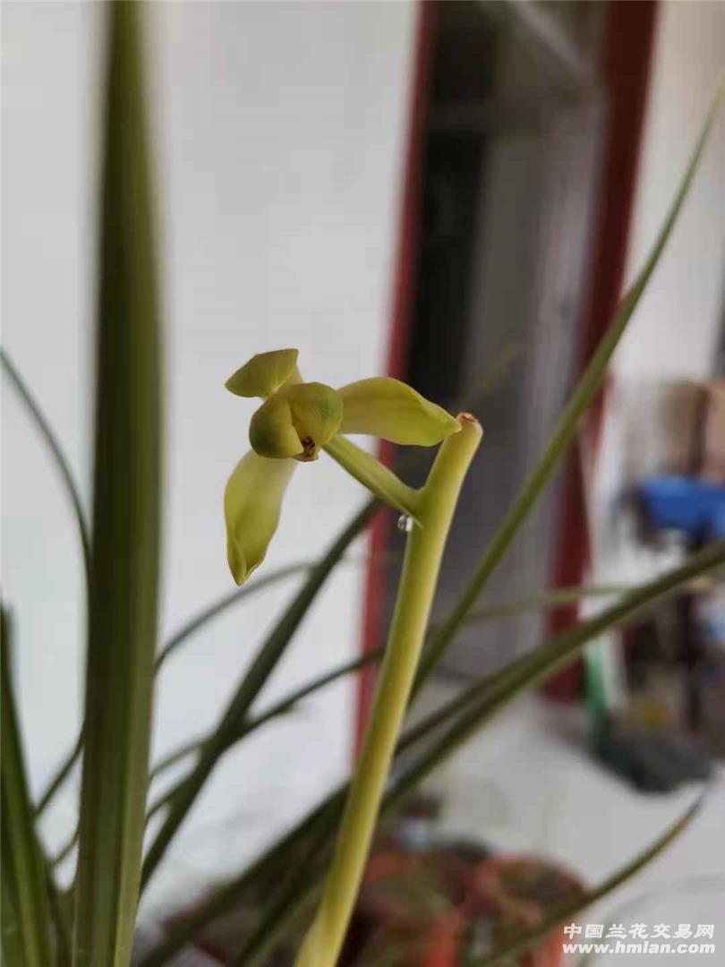 荡字花开-蕙兰篇-中国兰花交易网社区
