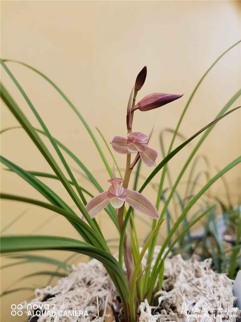 人面桃花 莲瓣兰