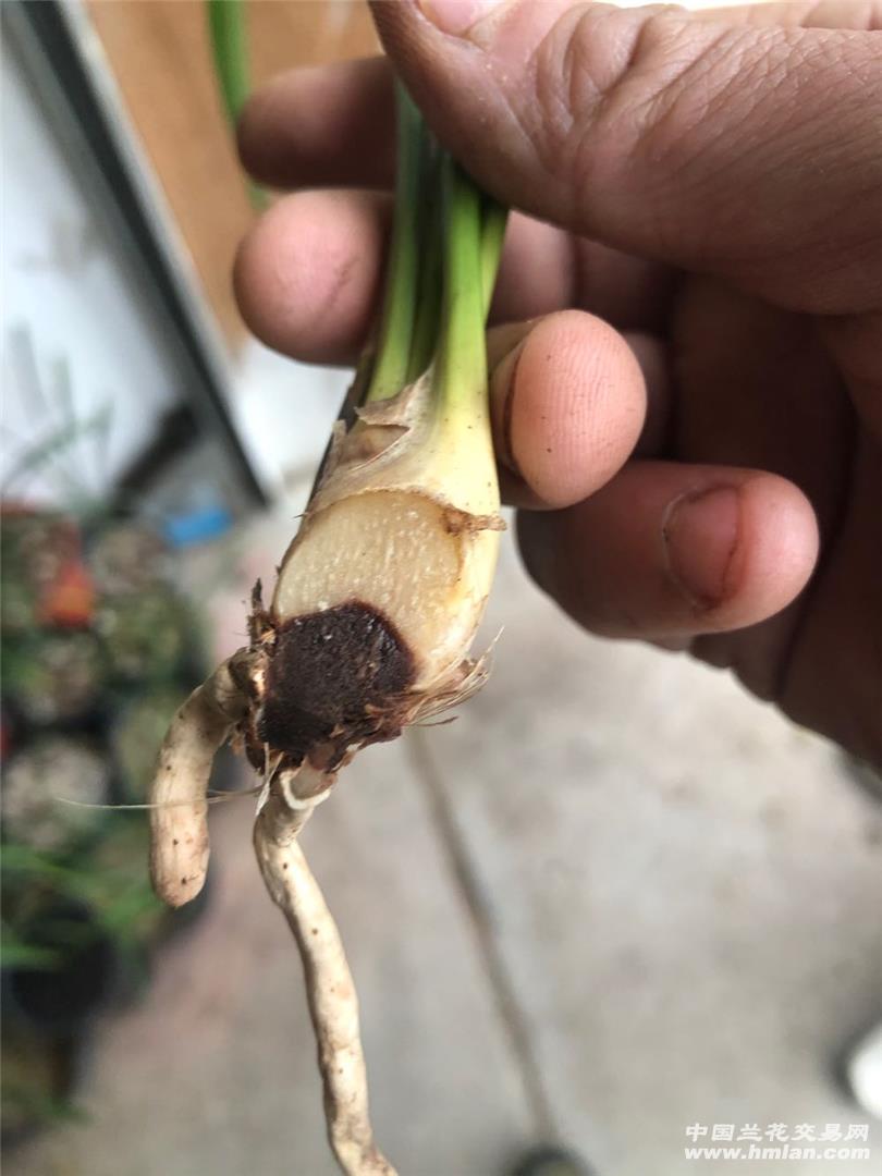 茎腐病-病害诊断-中国兰花交易网社区