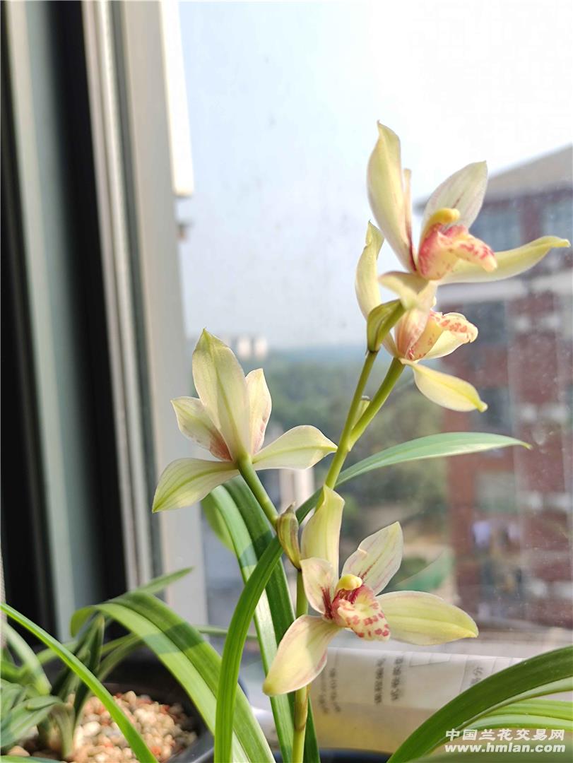 香王彩荷(鹤山彩荷-建兰篇-中国兰花交易网社区